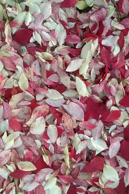 fall leaves, pink and green
