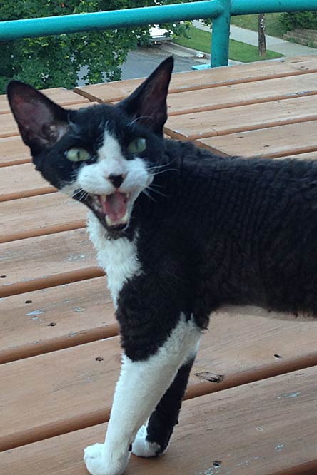 my cat Saici making a crazy face
